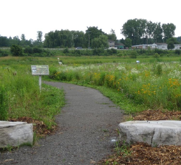 E.C. Brown Wetland CSLA